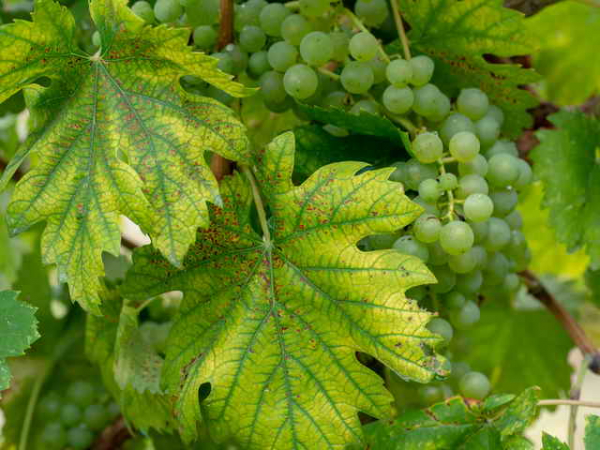 Пятна на винограде – что делать и чем лечить кусты
